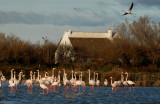 Flamants roses Flamants roses
