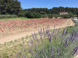 accueil_champs_de_fleurs_1.jpg