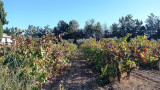 Sendero de los viticultores - Bucle de la Venecia de Provenza_Martigues