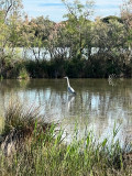 img_1985.jpeg