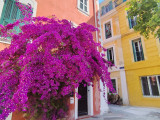 Blumenbewachsene Straßen und farbenfrohe Fassaden in Martigues - © Otmartigues / MyriamF Ein Spaziergang durch die historische Altstadt von Martigues, vorbei an Blumen und farbenfrohen Fassaden. Authentische provenzalische Kulisse