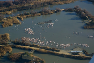 Parc ornithologique de Pont de Gau_Saintes-Maries-de-la-Mer