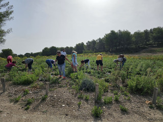 Aïoli Caganis - ferme agroécologique_Martigues