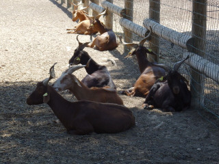 Ferme pédagogique du Parc de Figuerolles_Martigues