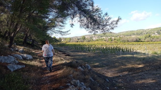 Martigues’ vineyard trails - The Venice Provençale’s trails_Martigues