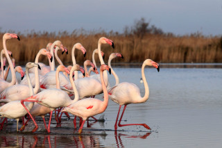 Ornithological park of Pont de Gau_Saintes-Maries-de-la-Mer