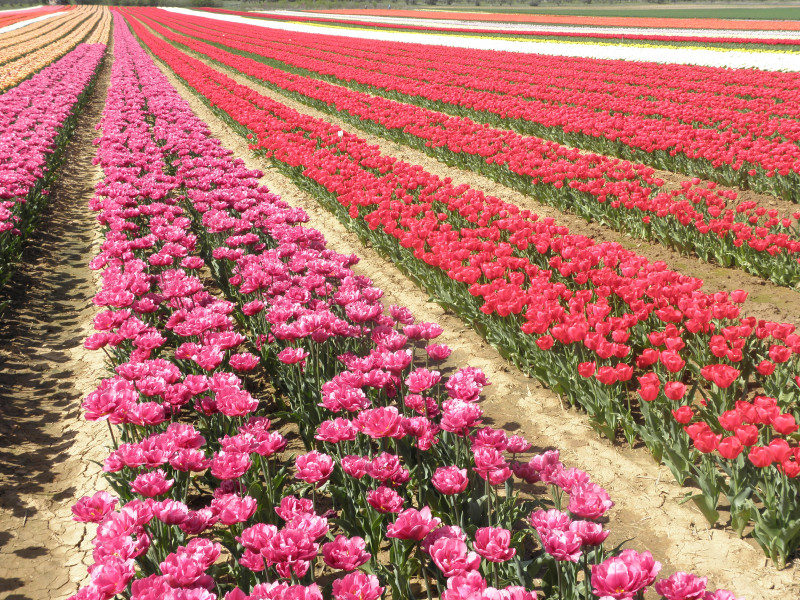Tulpenfelder