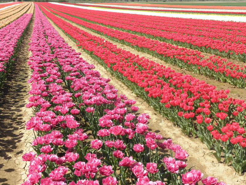 Champs de Tulipes