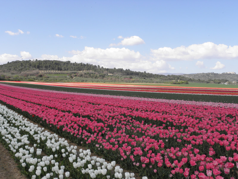 Champ de tulipes