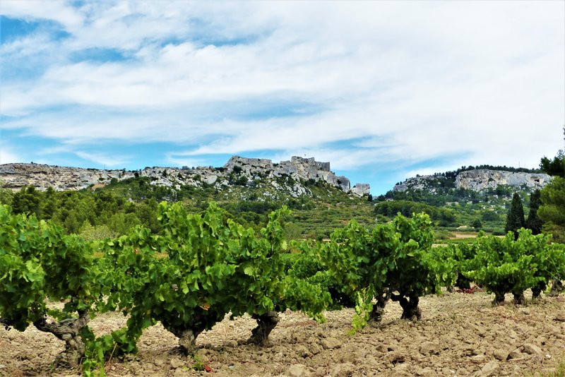 Vignobles AOP 