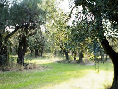 Alpilles: Mouriès - Aureille: En el corazón de un olivar