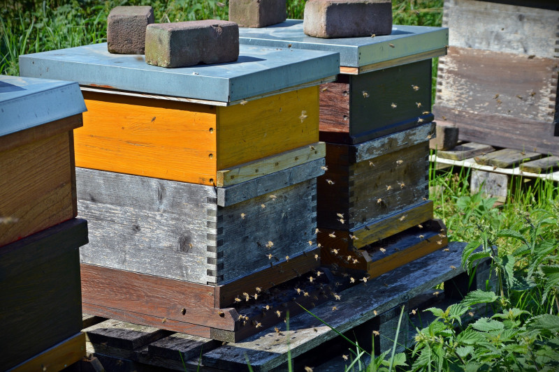 Apiculture de la Venise Provençale