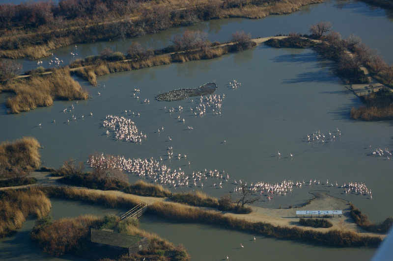 Parc ornithologique de Pont de Gau_Saintes-Maries-de-la-Mer