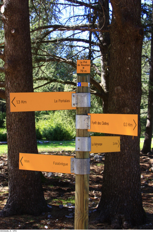 Forêt de cèdres
