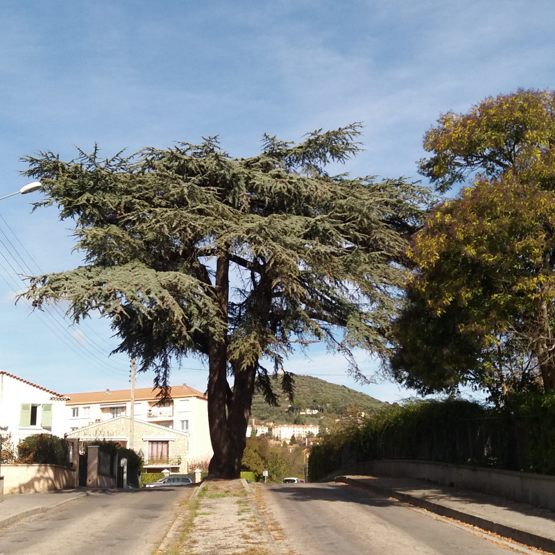 Cèdre de l'Atlas