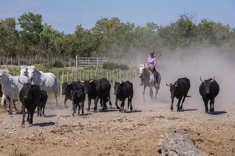 Manade en Camargue