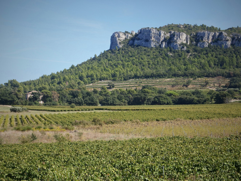 Le vignoble de la Sainte-Baume, un terroir sacré