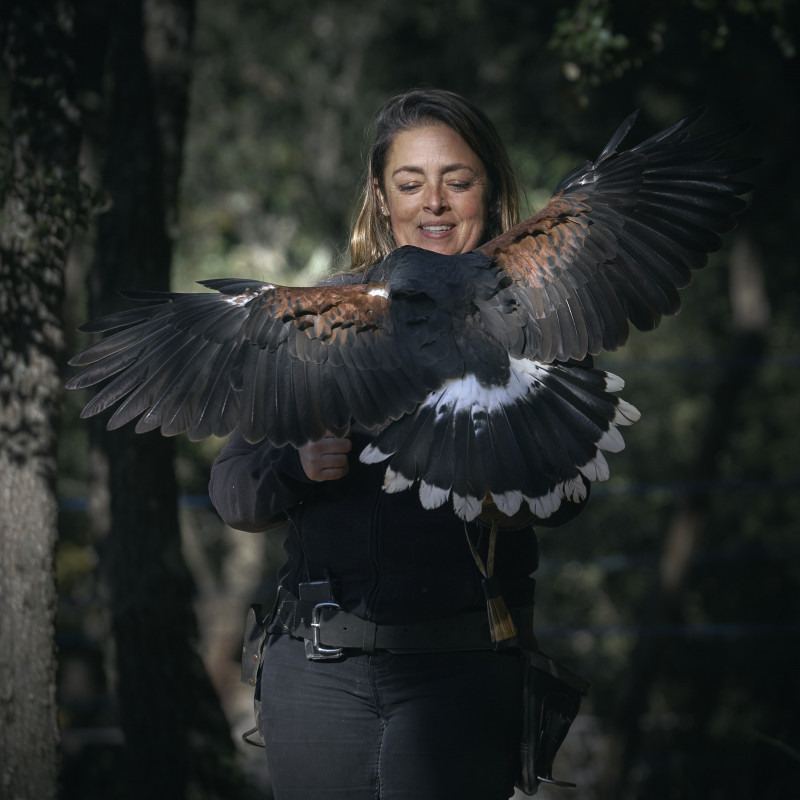 Aigles du verdon