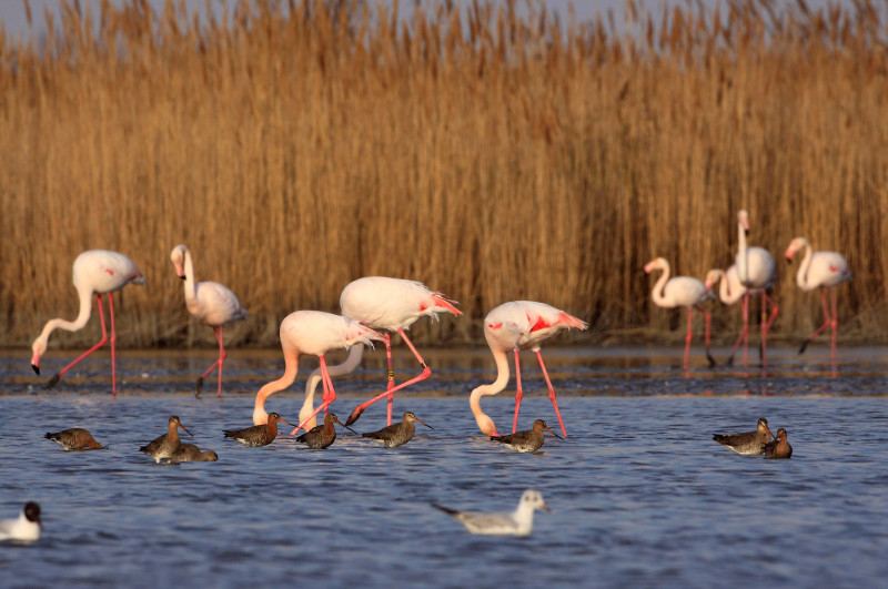 Parc ornithologique de Pont de Gau_Saintes-Maries-de-la-Mer Parc ornithologique de Pont de Gau_Saintes-Maries-de-la-Mer