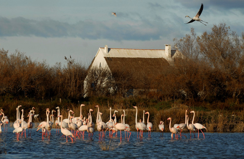 Flamants roses - © Parc ornithologique du Pont de Gau Flamants roses