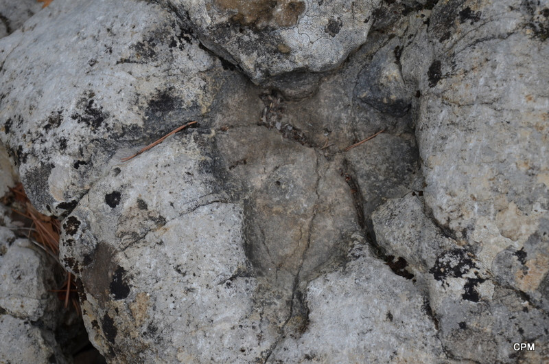 La dalle aux empreintes La dalle aux empreintes