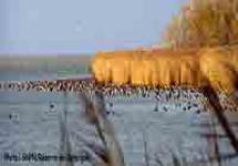 Réserve national de Camargue