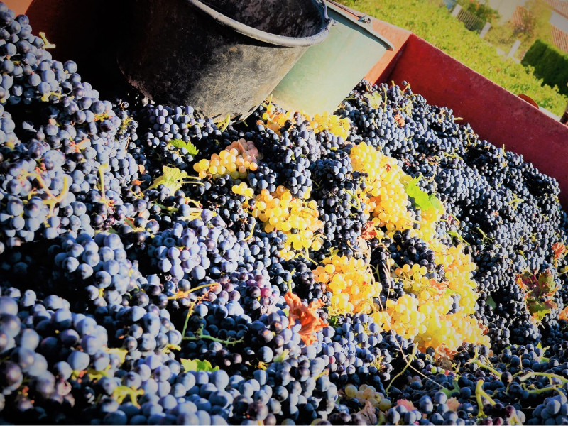 La Venise Provençale , bodega