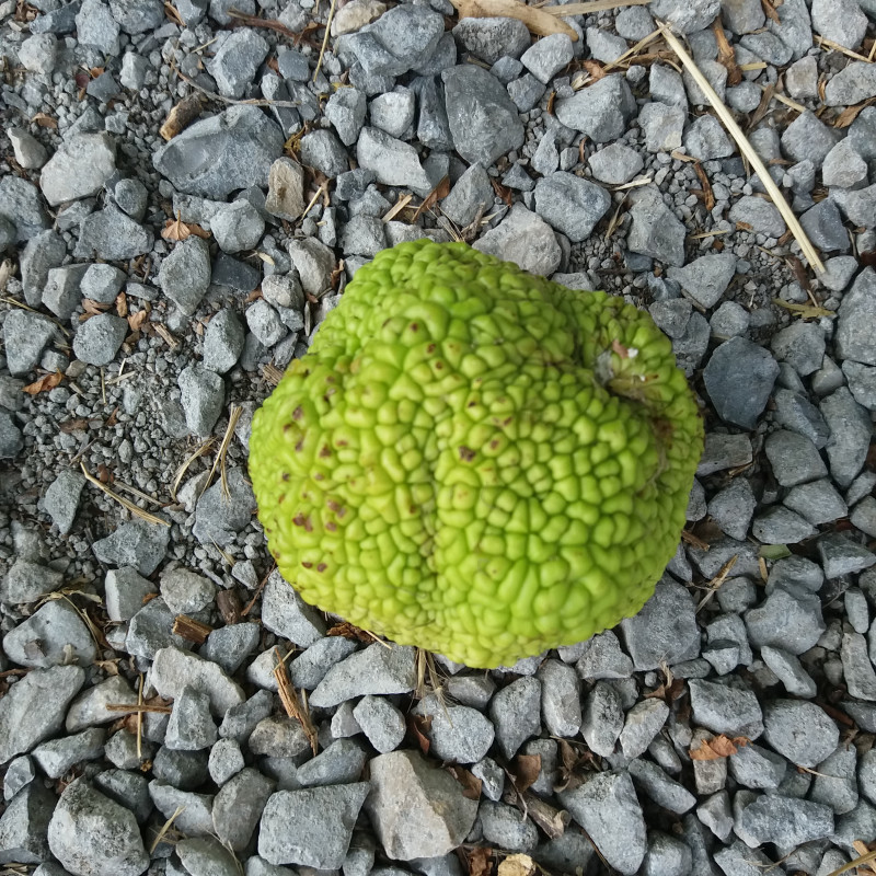 Fruit