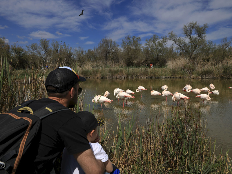 rey52447.jpg - © Parc ornithologique Pont de Gau rey52447.jpg