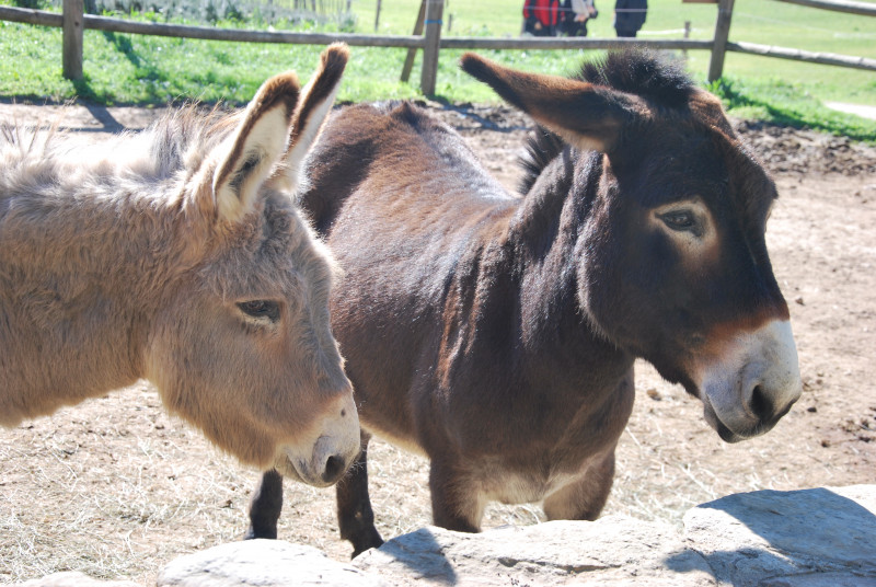 font_de_mai_anes_19_02_2016_elodie_032.jpg font_de_mai_anes_19_02_2016_elodie_032.jpg