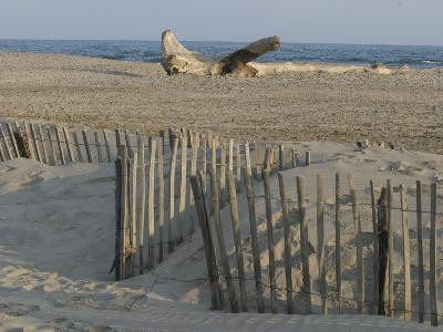 The beach of Arles - Beach of Piémanson