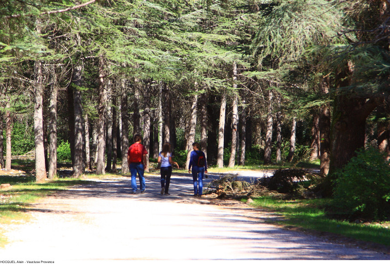 Forêt de cèdres