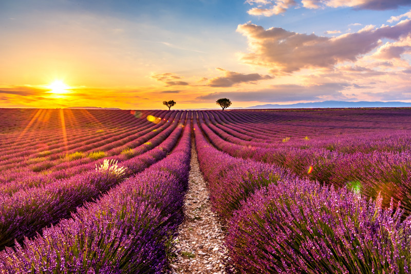 Ruta de la lavanda de la meseta de Valensole