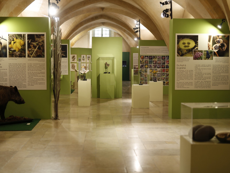 13T2000655_3_HD.jpg - © Muséum d'Histoire Naturelle 13T2000655_3_HD.jpg