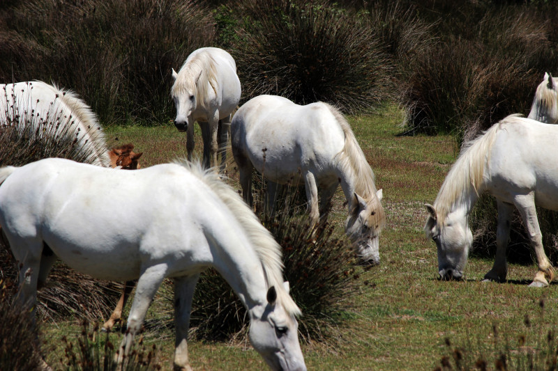 Marais du Vigueirat - © Conservatoire du Littoral Marais du Vigueirat