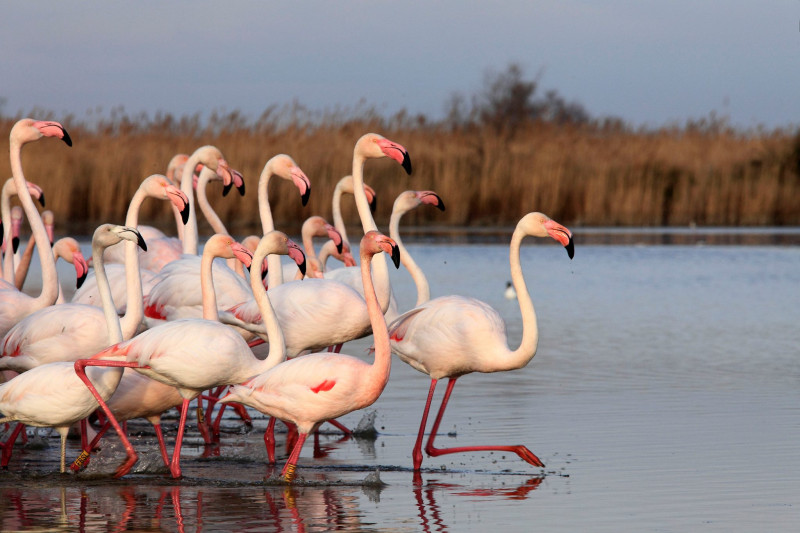 Ornithological park of Pont de Gau_Saintes-Maries-de-la-Mer