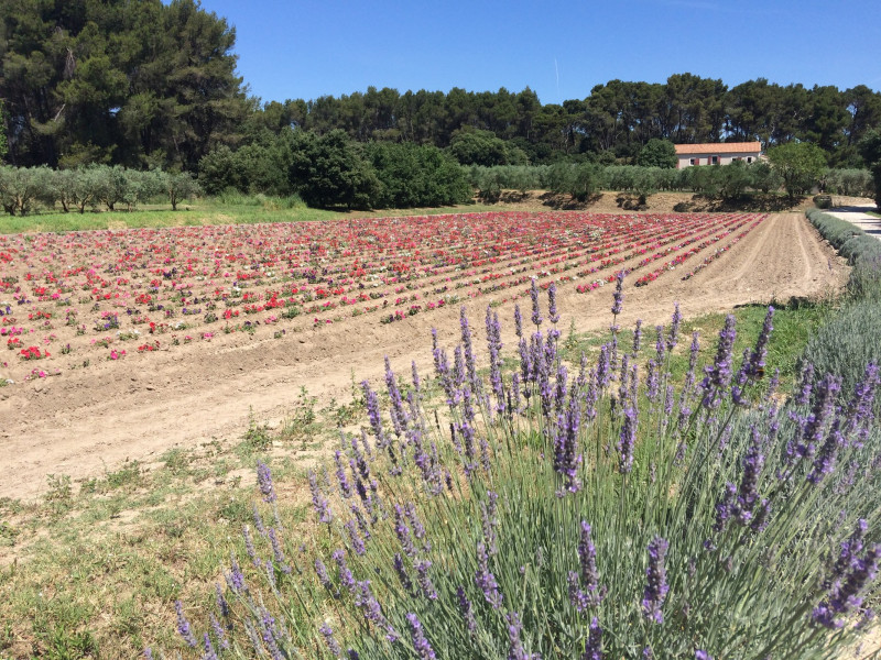accueil_champs_de_fleurs_1.jpg accueil_champs_de_fleurs_1.jpg