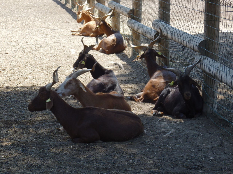 Educational farm of the Parc de Figuerolles_Martigues