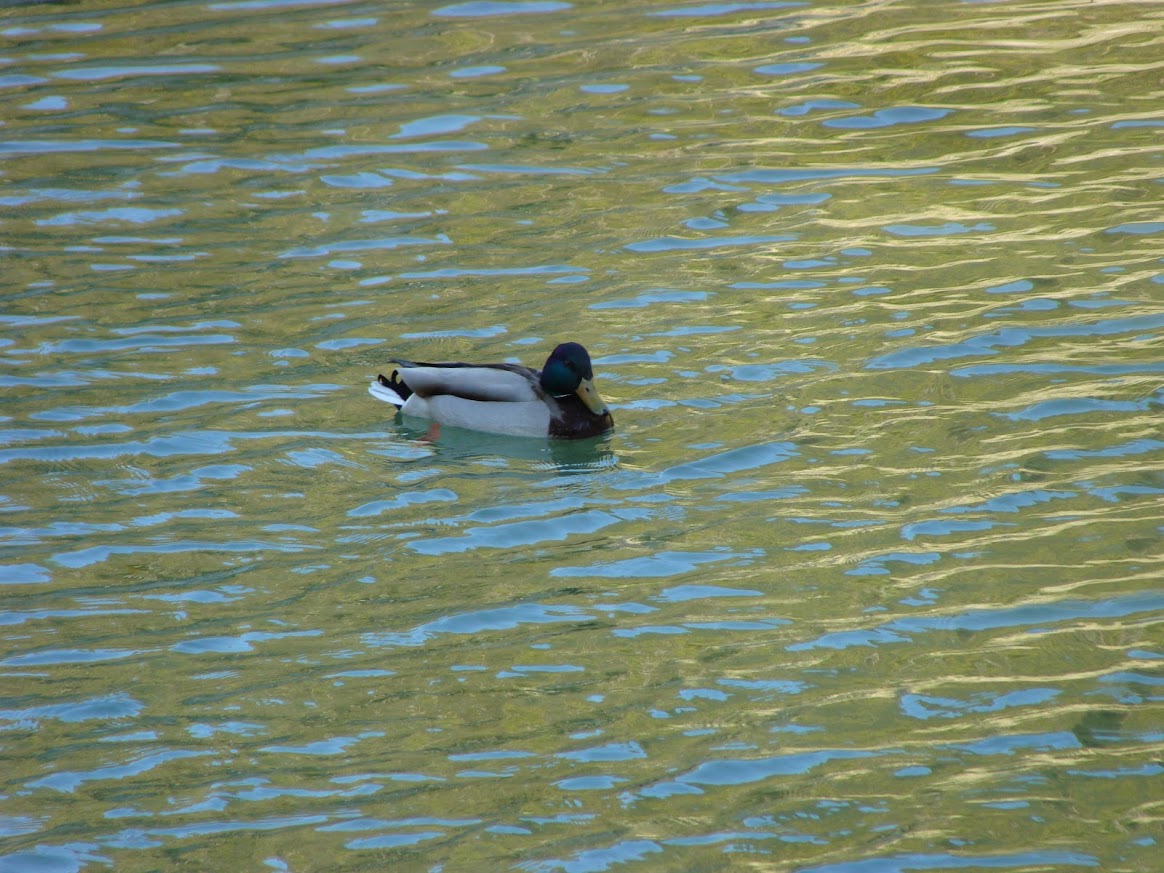 Canard de Passage  - © Otmartigues / SergeT