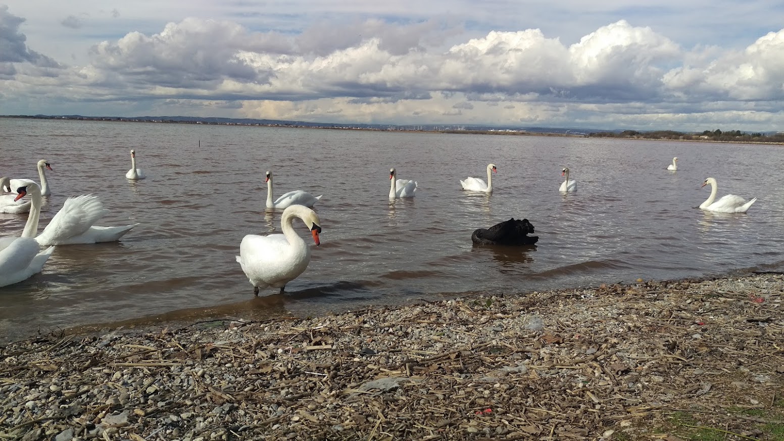 Cygne noir sur l'Etang de Berre - © Otmartigues / SergeT