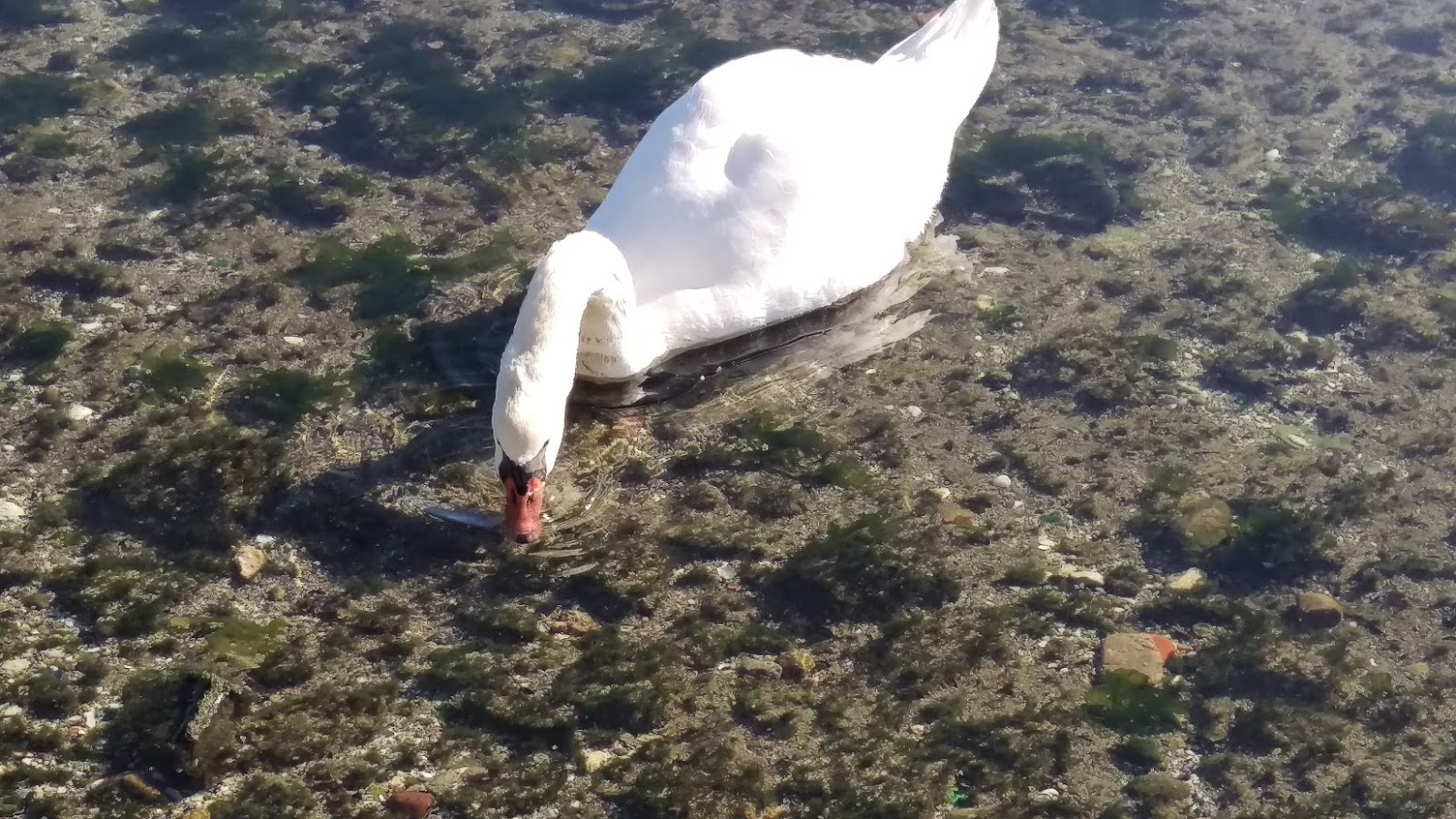 Cygne sur l'Etang de Berre - © Otmartigues / SergeT