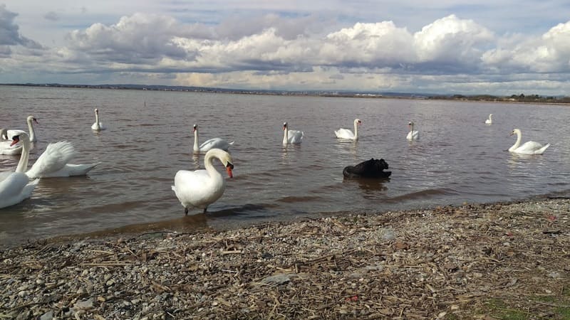 Famille de cygnes blancs et noir qui sortent de l'eau de l'étang de Berre pour faire une pause sur le rivage fait de coquillages. Un espace naturel calme et protégé qui offrent des surprises liées à la biodiversité - © Otmartigues / SergeT