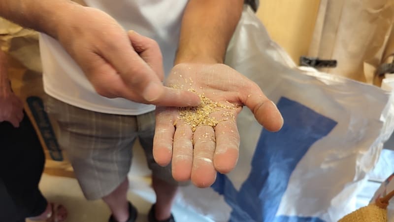 Bio-Mehl von den Feldern des Produzenten Thierry Seren aus Saint-Julien-les-Martigues. Eine Präsentation seines Brotbackofens und seiner Arbeit als Produzent bei einem Paysan and C - © Otmartigues / MyriamF