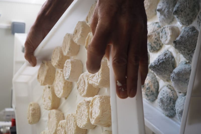 Ziegenbauer aus Saint-Julien-les-Martigues ruht seinen Ziegenkäse vom Bauernhof aus. Aschegereifter oder Rohmilchkäse von einem lokalen Hersteller aus Martigues. - © Otmartigues / EstelleB