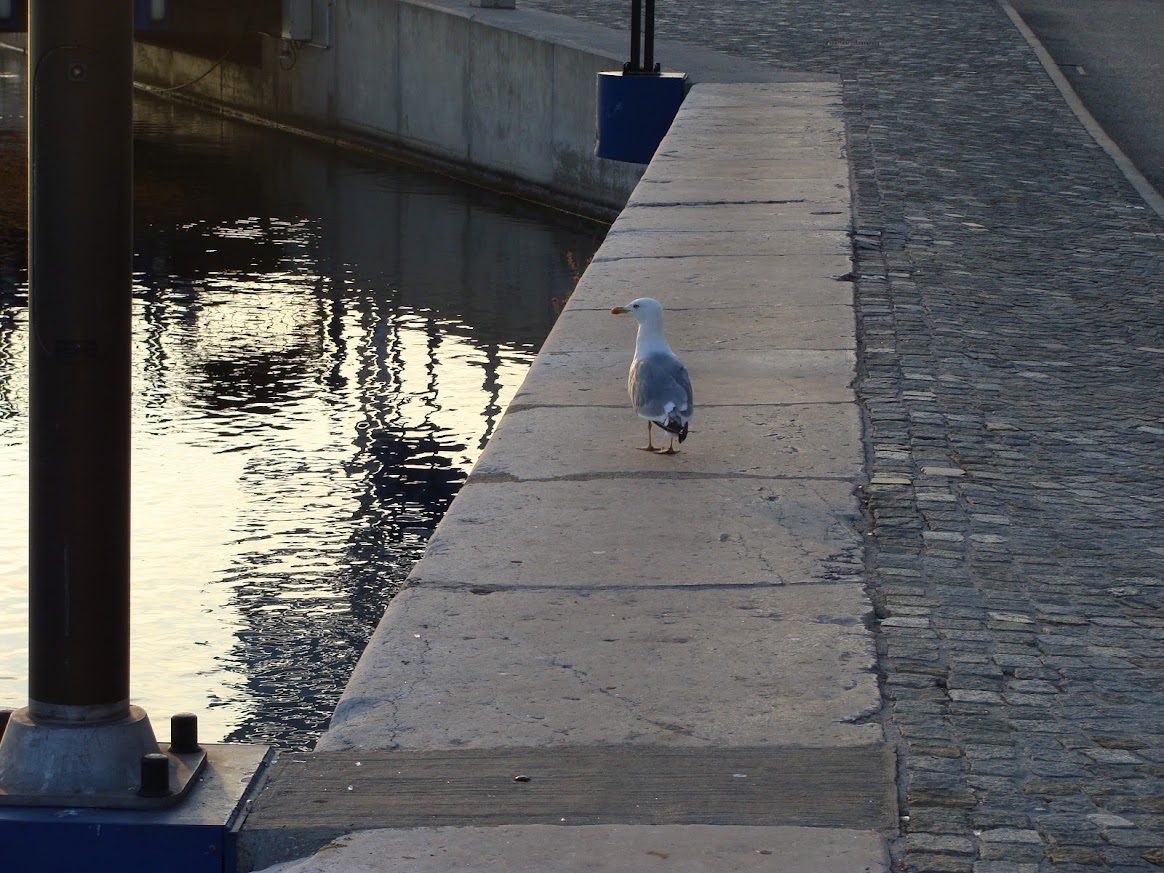 Goéland sur les quais de Martigues  - © Otmartigues / SergeT