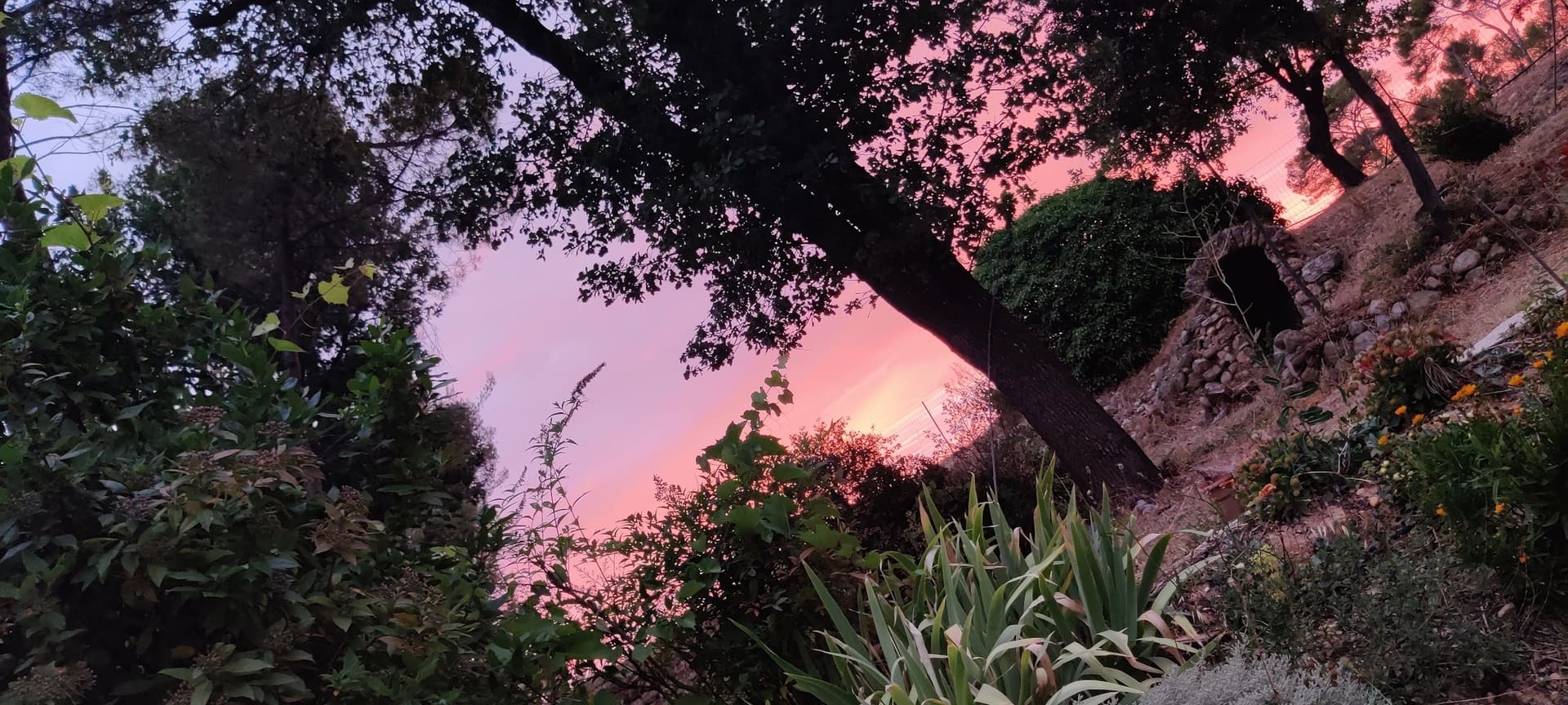 Garden and foliage occupying a large part of the photo. Through the leaves, the pink sky announces a summer sunset in Martigues. - © Otmartigues / SergeT