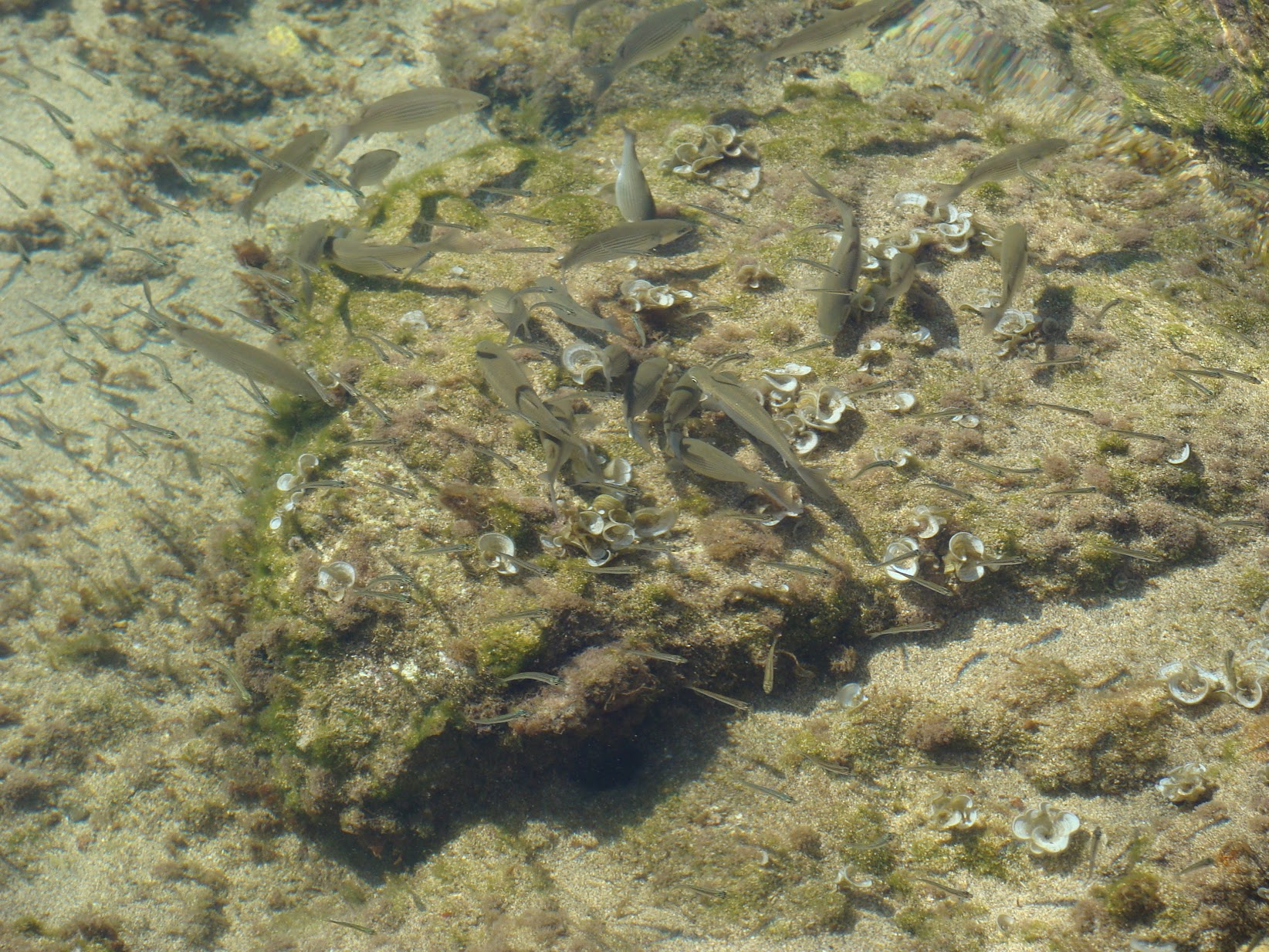 Les fonds marins de la Côte Bleue  - © Otmartigues / SergeT