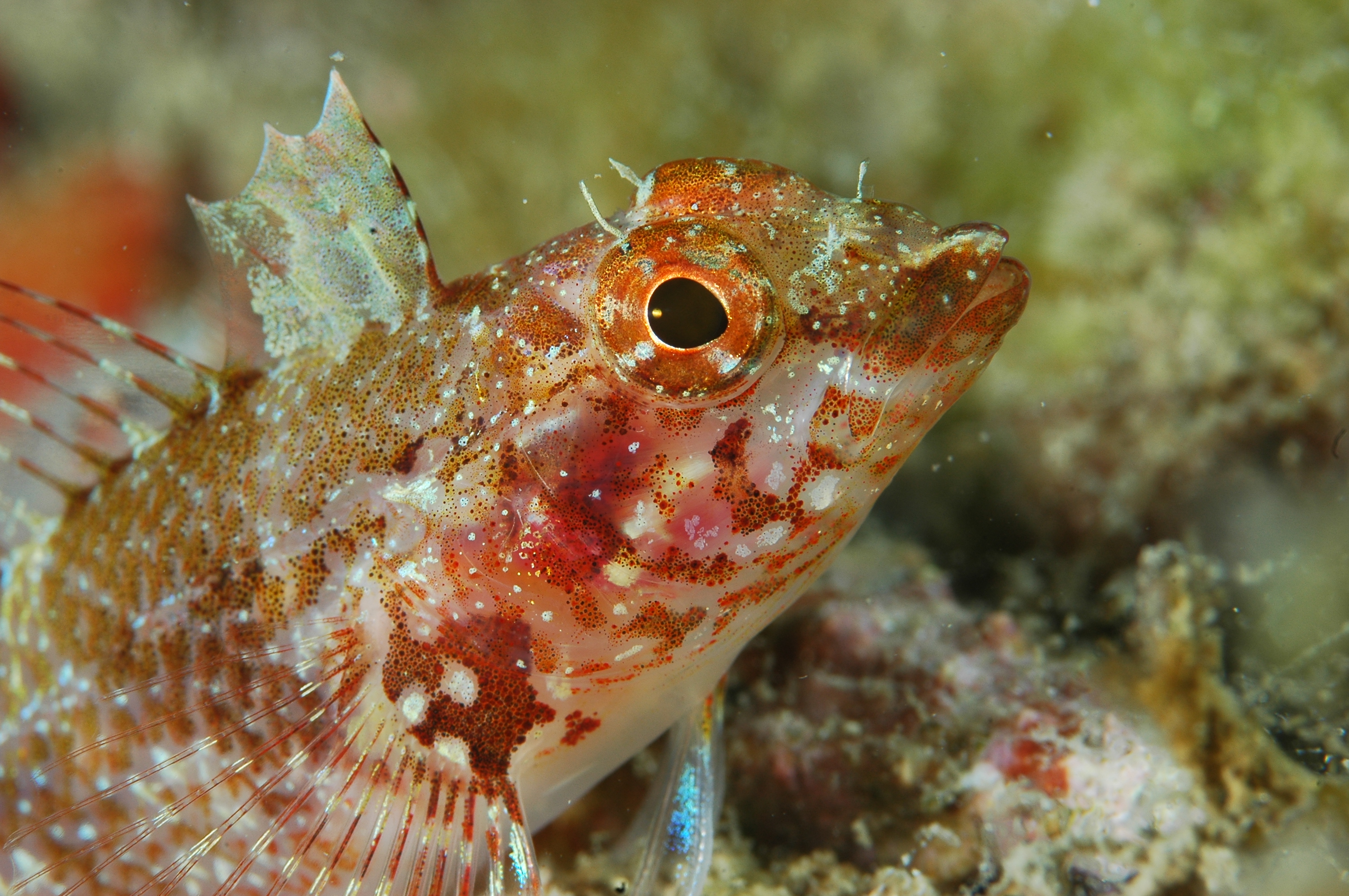 Les fonds marins de la Côte Bleue - © Otmartigues / SPNE