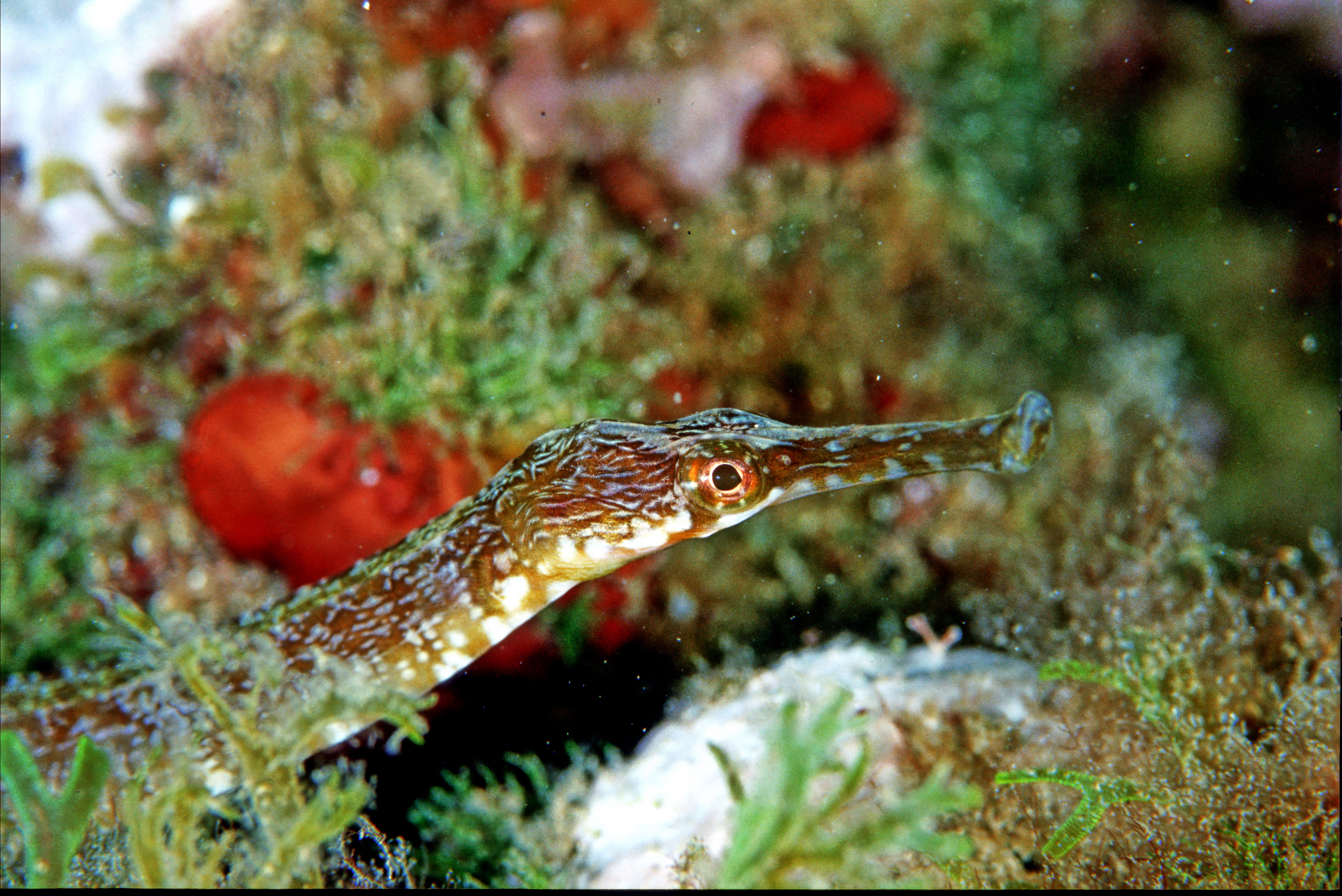 Les fonds marins de la Côte Bleue - © Otmartigues / SPNE