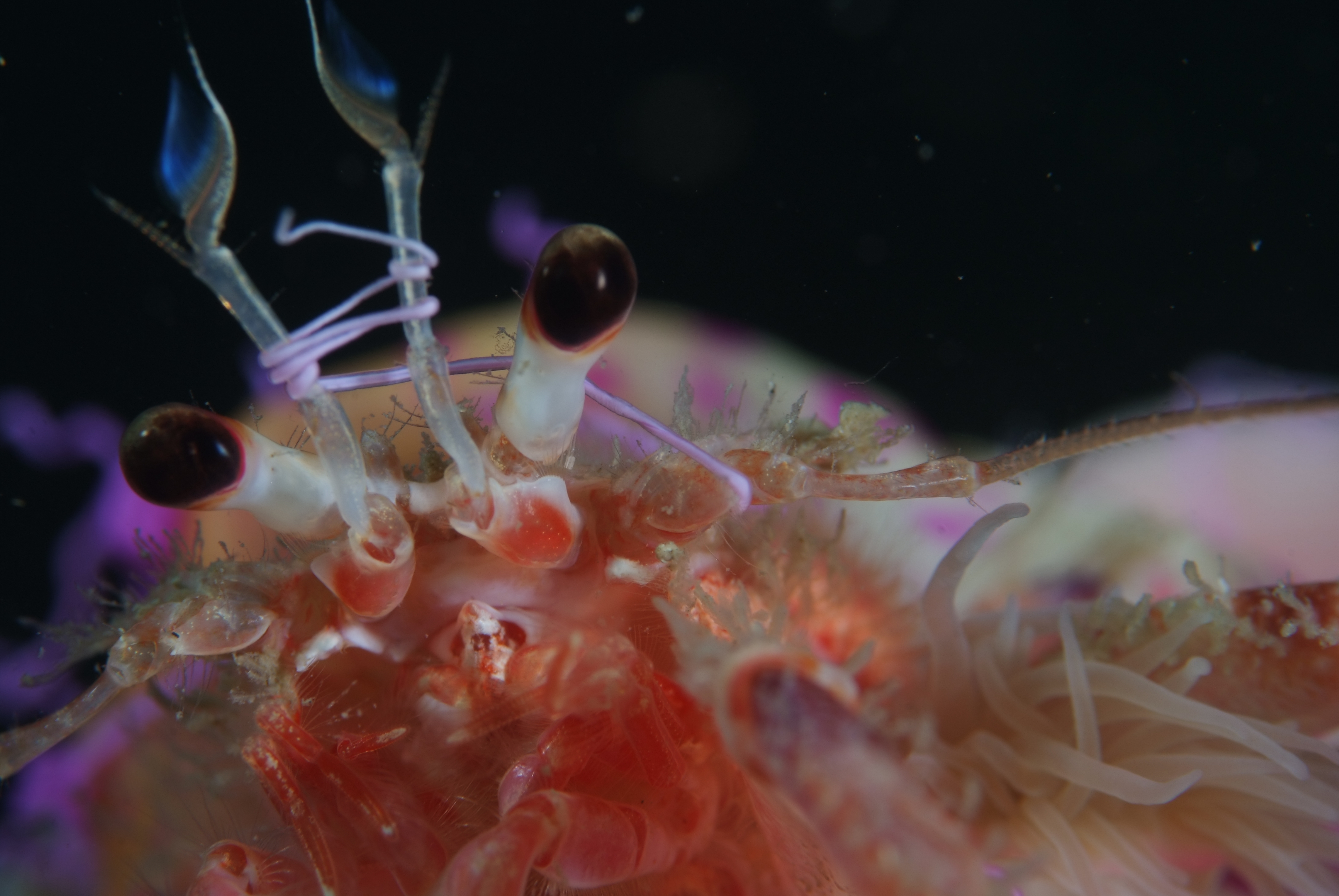 Les fonds marins de la Côte Bleue - © Otmartigues / JCarpels